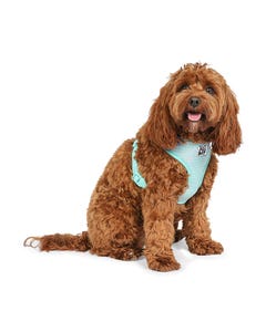 All Day Picnic Time Dog Harness Mint