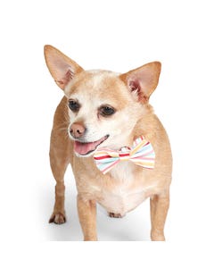 All Day Beach Ball Stripe Bow Tie Dog Collar Slider Mint