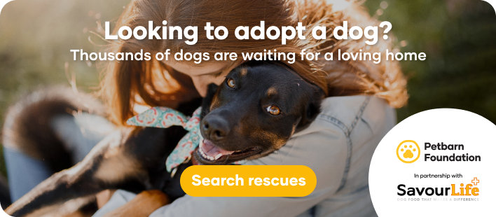 Petbarn Foundation Dog Adoption