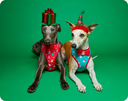 Image of Dogs in Christmas Costumes